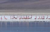 Os flamingos da Laguna Santa Rosa, no Parque Nacional Nevado Tres Cruces, região do Paso San Francisco, próximo à Copiapo, no Chile